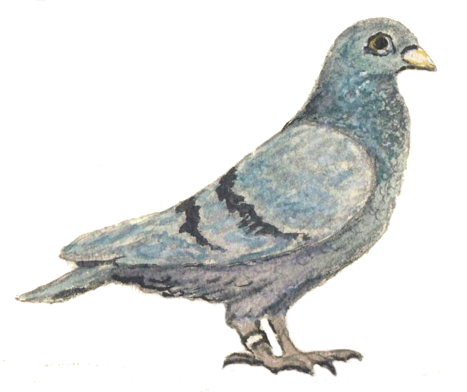 Taube1(Basel).gif