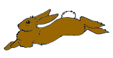 springender_hase.gif