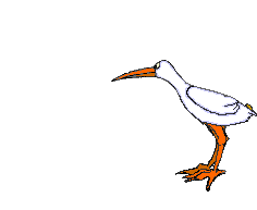 storch.gif