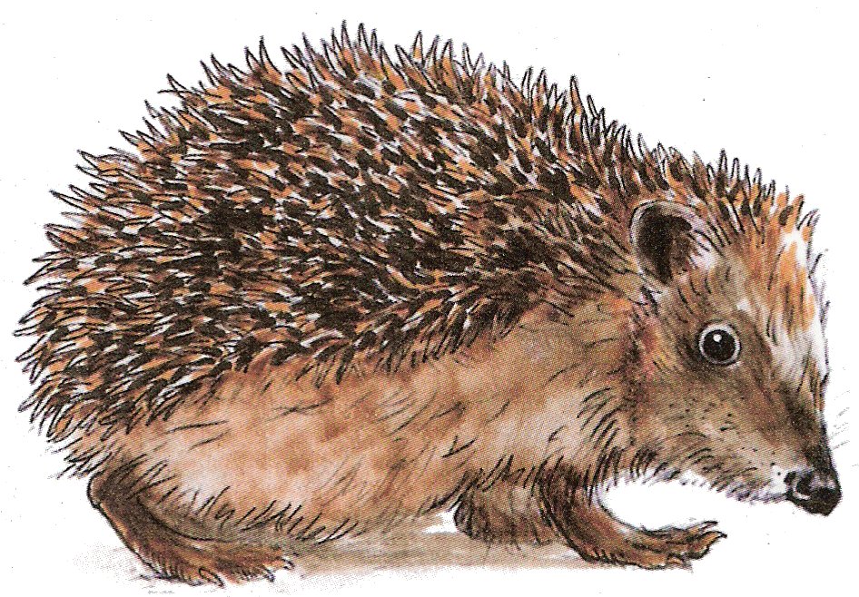 igel.jpg