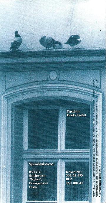 tauben2.jpg
