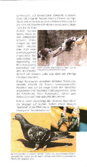 tauben6.jpg