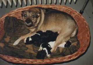 tierschutz1.jpg